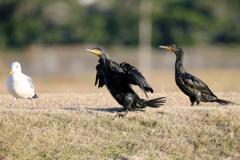 脚踏ん張ってます