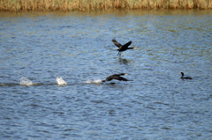 カワウさん離陸中