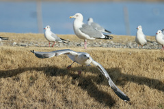 セグロカモメ飛び出し-1