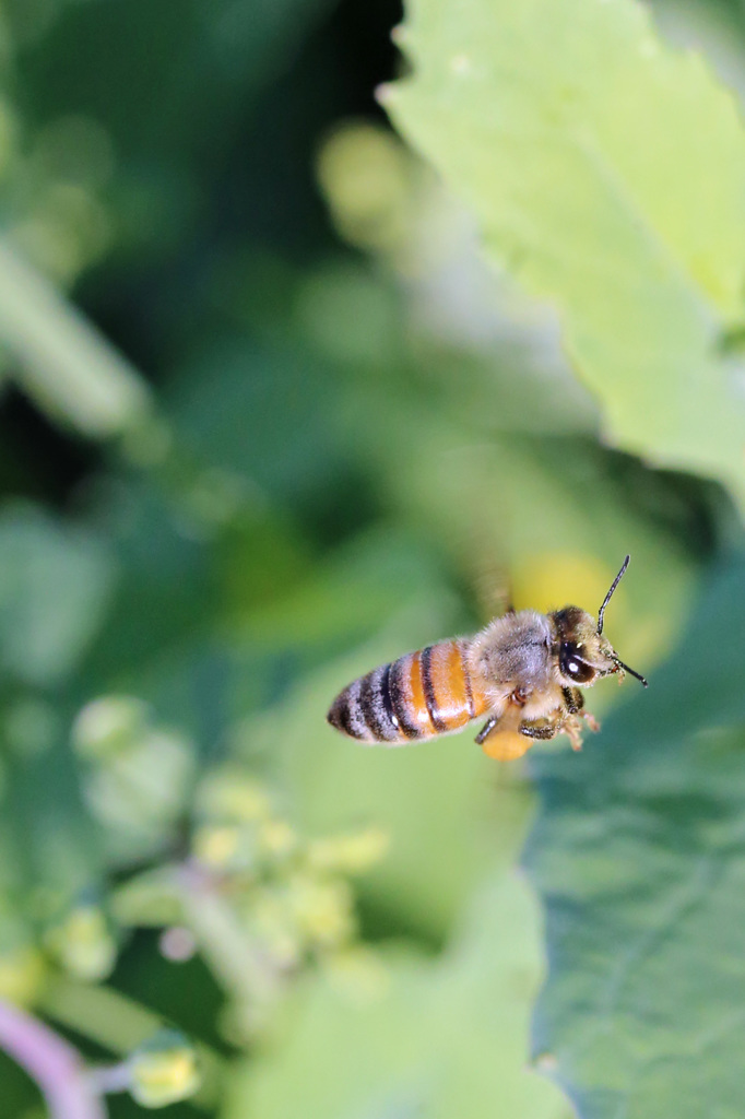 ぶんぶんぶんハチが飛ぶ-3