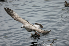 セグロカモメ幼鳥