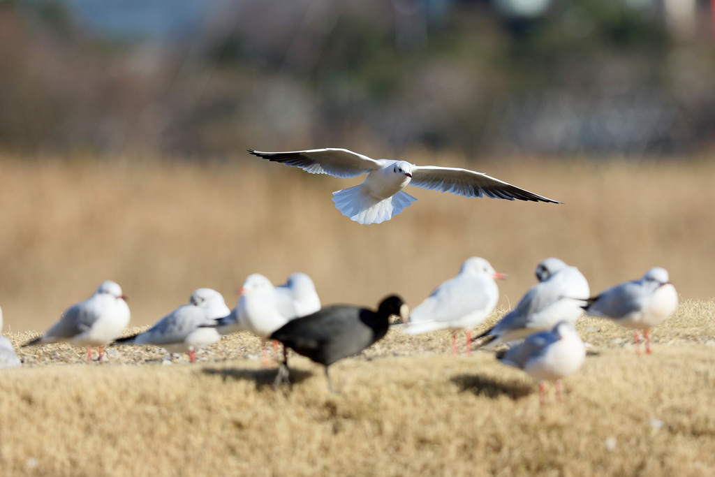 逃げるオオバン君