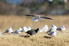 逃げるオオバン君