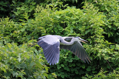 飛び出し連射-2