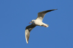 日差しを浴びて