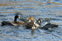 このパン僕のもの