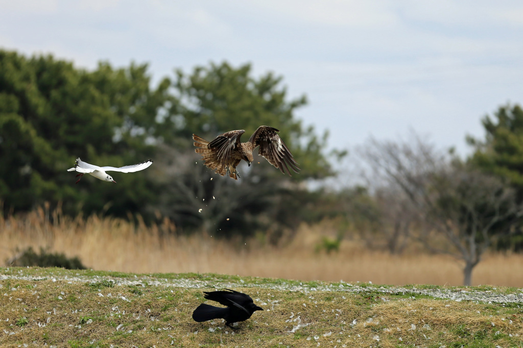 カラスビックリ
