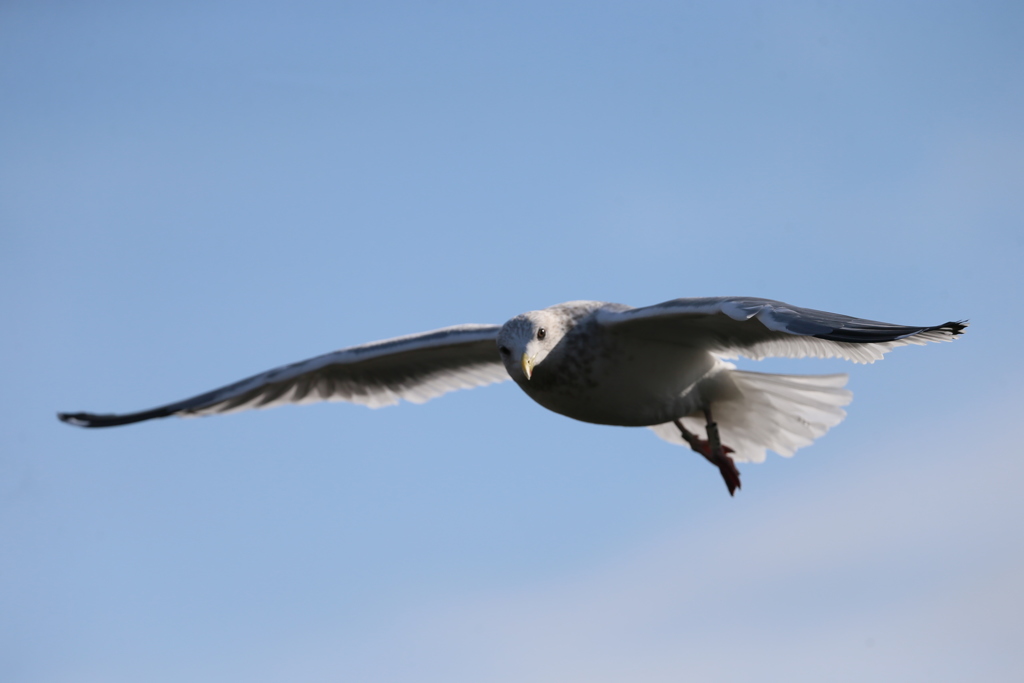 セグロカモメセーフ