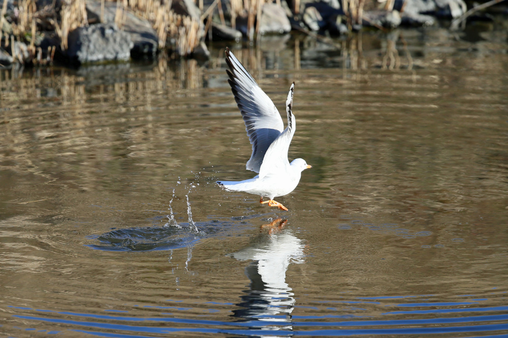 飛び出し後ろから-2