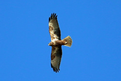 青空にチュウヒ