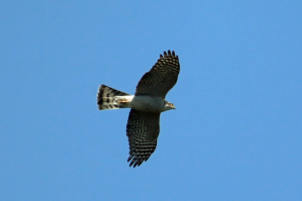 青空にハイタカ