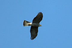 青空にハイタカ