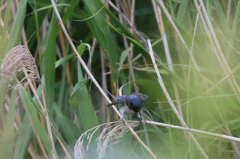 アデランスいらないよ