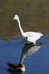手前のカモさん気になりません