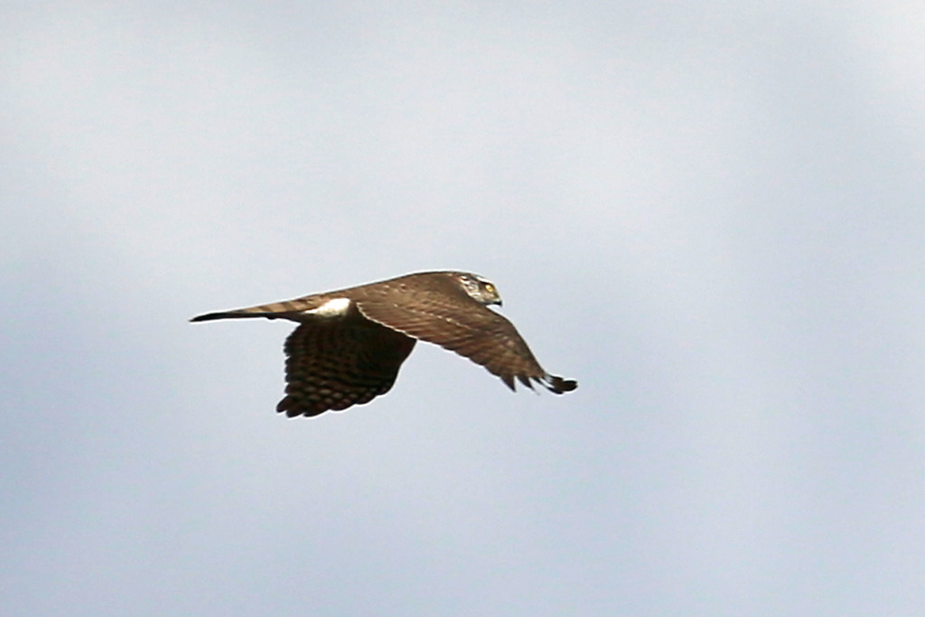 青空にハイタカ
