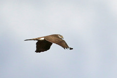 青空にハイタカ