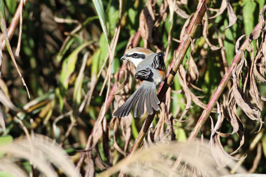 モズ振り返る-3