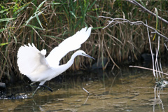 コサギ飛び出し