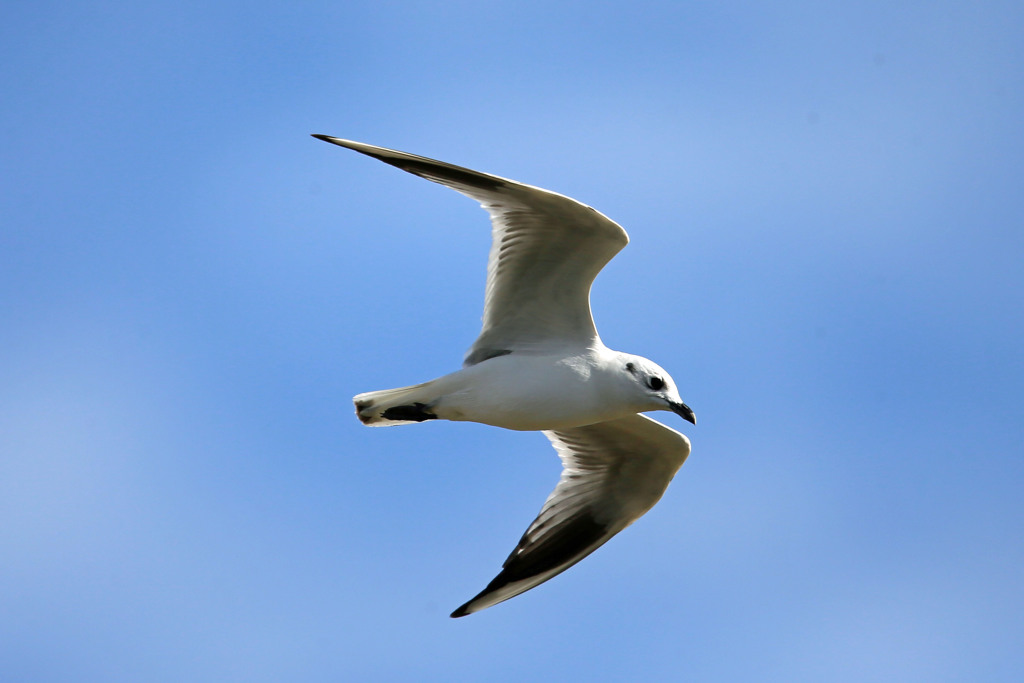 青空とズグロカモメ君