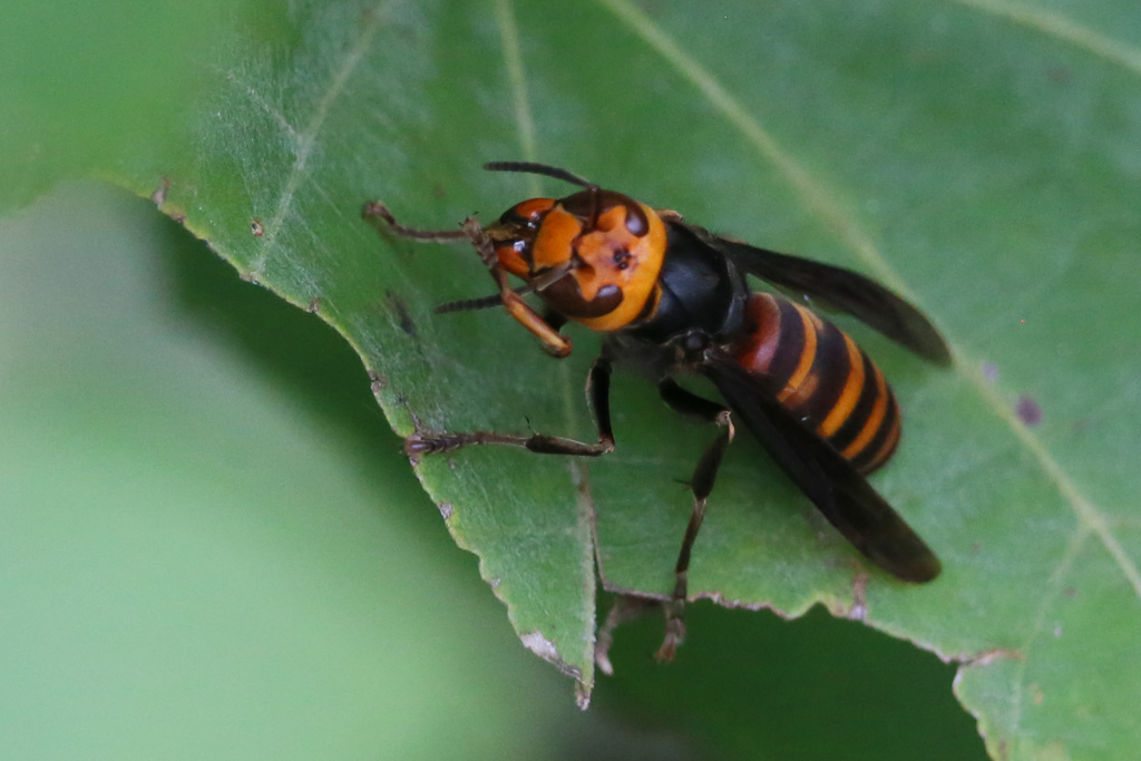 危険望遠レンズで撮りましょう-2