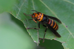 危険望遠レンズで撮りましょう-2