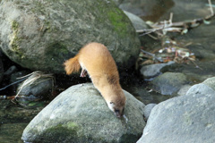 初めてのイタチ君-8