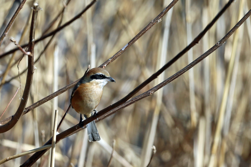 モズ定番ポーズ