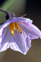 ハチさん来てません