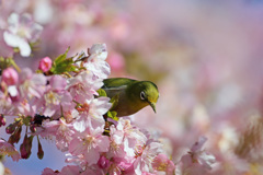 そ～とのぞいて見てごらん♬