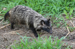 ポン子発見（たぶん）