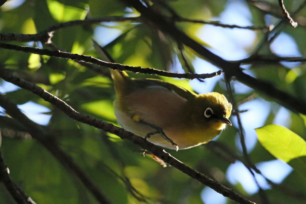 スポットライト