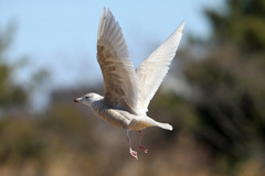シロカモメ飛び出し
