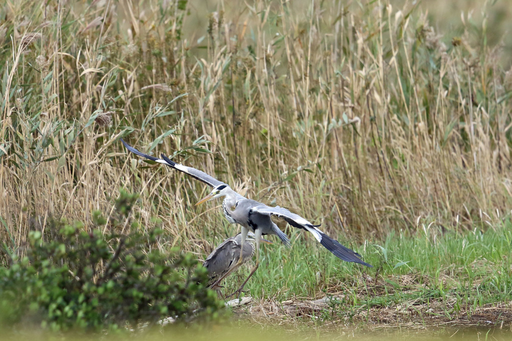 アオサギセーフ