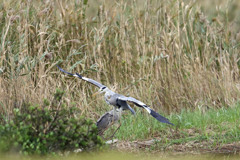 アオサギセーフ