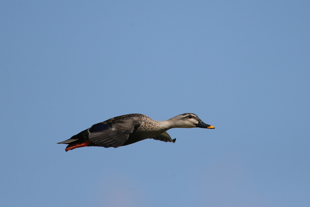 カルガモ流し鳥