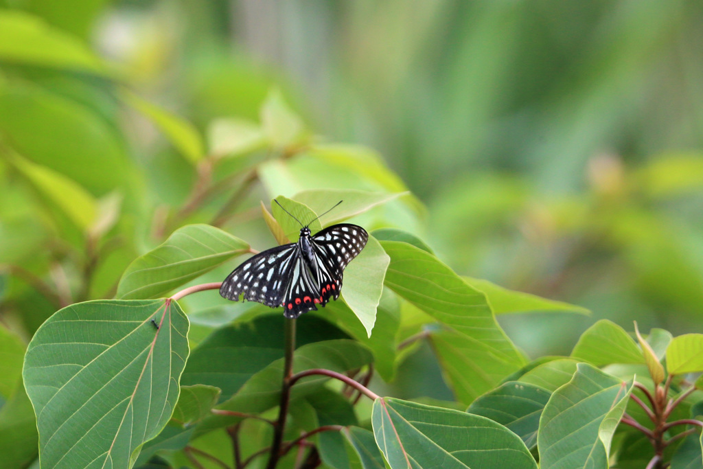 アカホシゴマダラチョウ