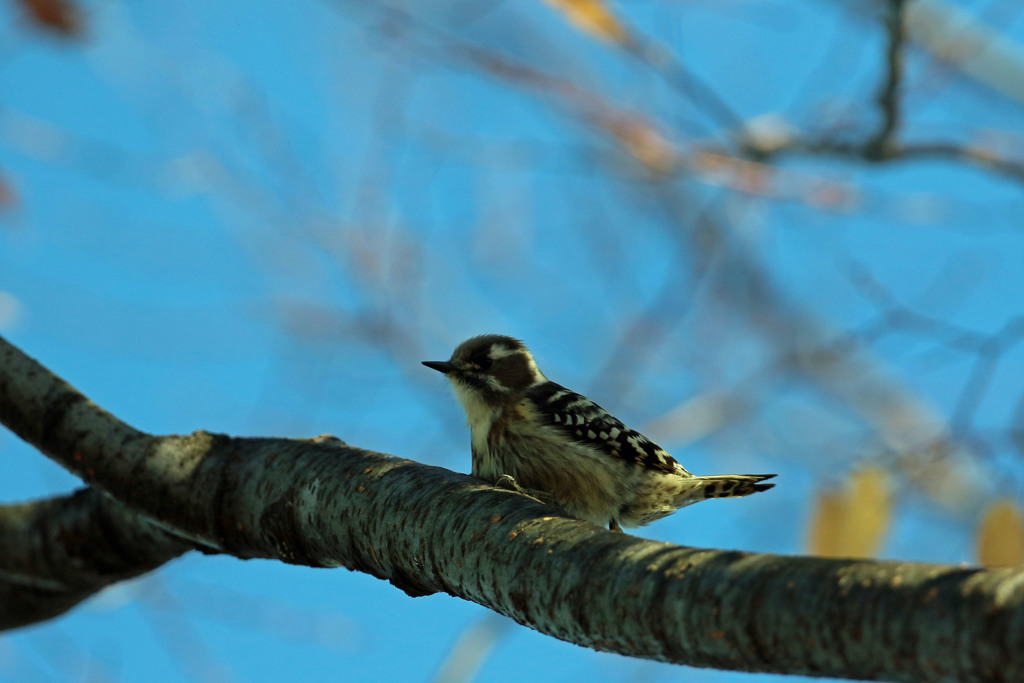 青空とコゲラ