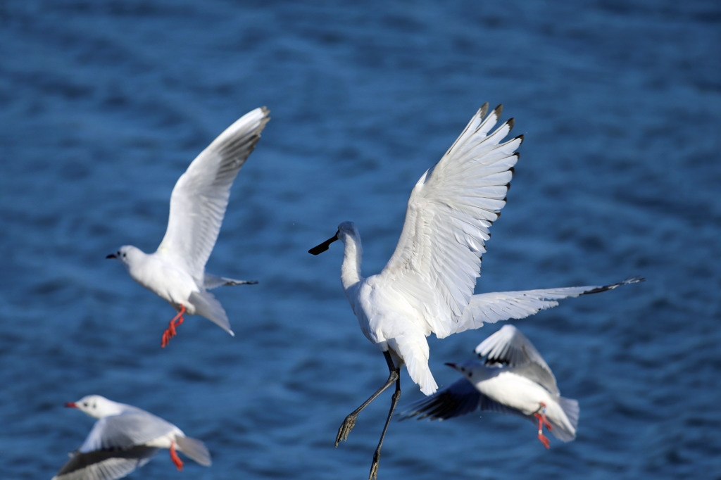 ヘラサギ飛んだ
