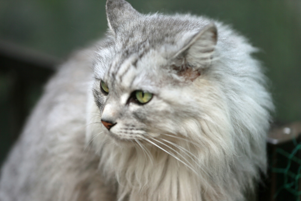 にゃにゃのポートレート