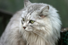 にゃにゃのポートレート