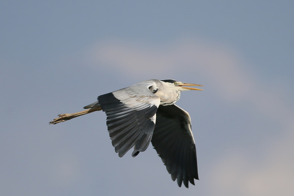 アオサギの飛び方-2