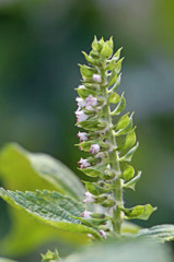 シソの花も綺麗だよ