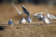 見学するユリカモメ