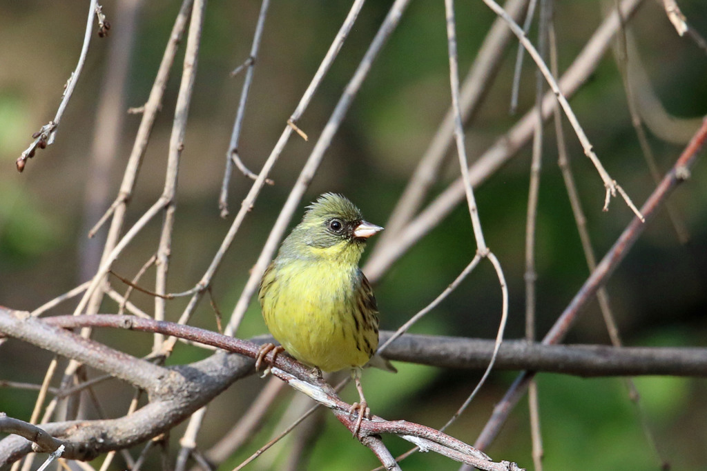 アオジのポートレート
