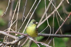 アオジのポートレート