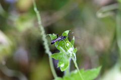 足踏ん張ってます
