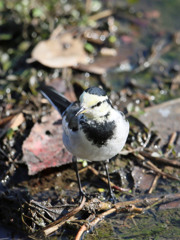 ハクセキレイのポートレート