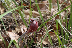 ベニマシコ♂-1