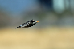 ムクドリ流し鳥