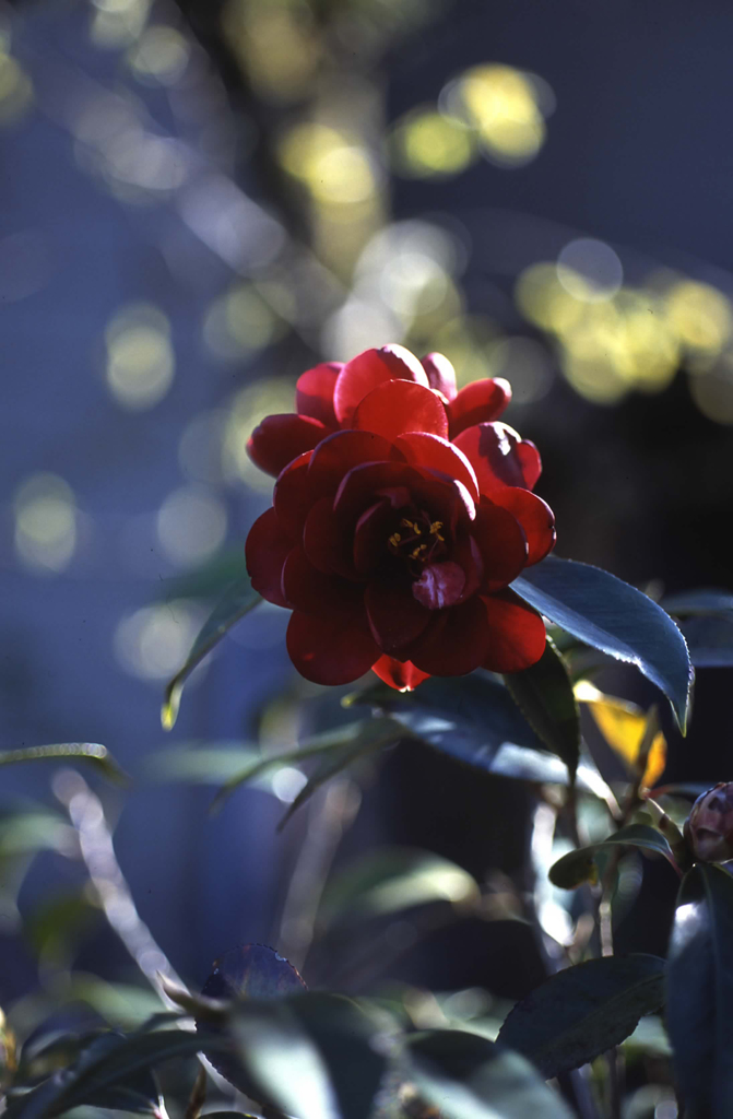 珍しい黒い薔薇